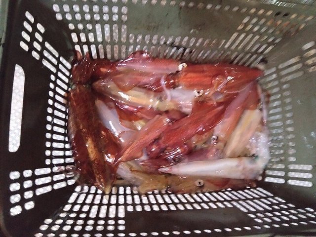 イカ(ケンサキイカ)