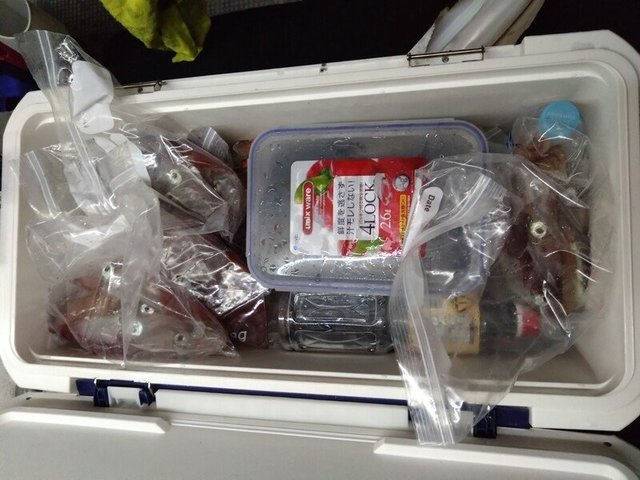 イカ(ケンサキイカ)