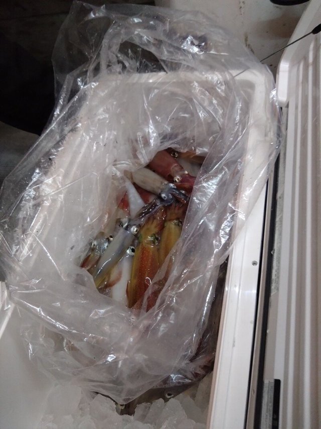 イカ(ケンサキイカ)