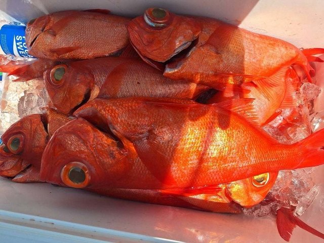 キンメ(キンメダイ)