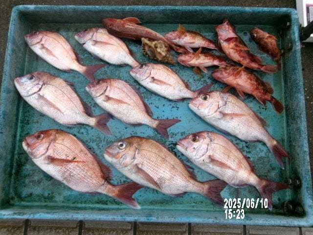 マダイ・カサゴ