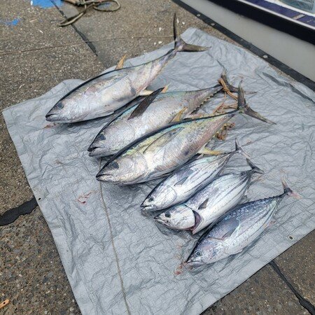 キハダ・カツオ