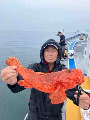 カンコ(ウッカリカサゴ)