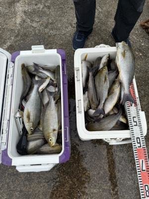 イサギ(イサキ)