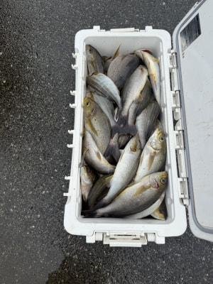 イサギ(イサキ)