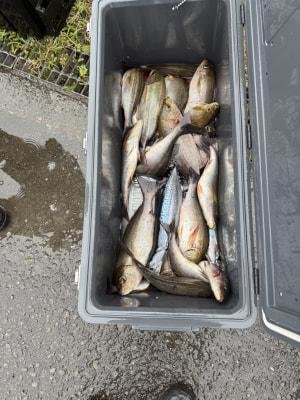 イサギ(イサキ)