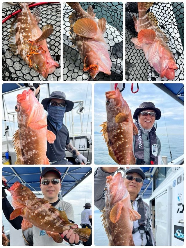 アコウ(キジハタ)