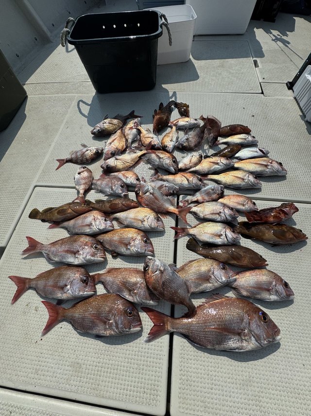 マダイ・アコウ(キジハタ)・カサゴ