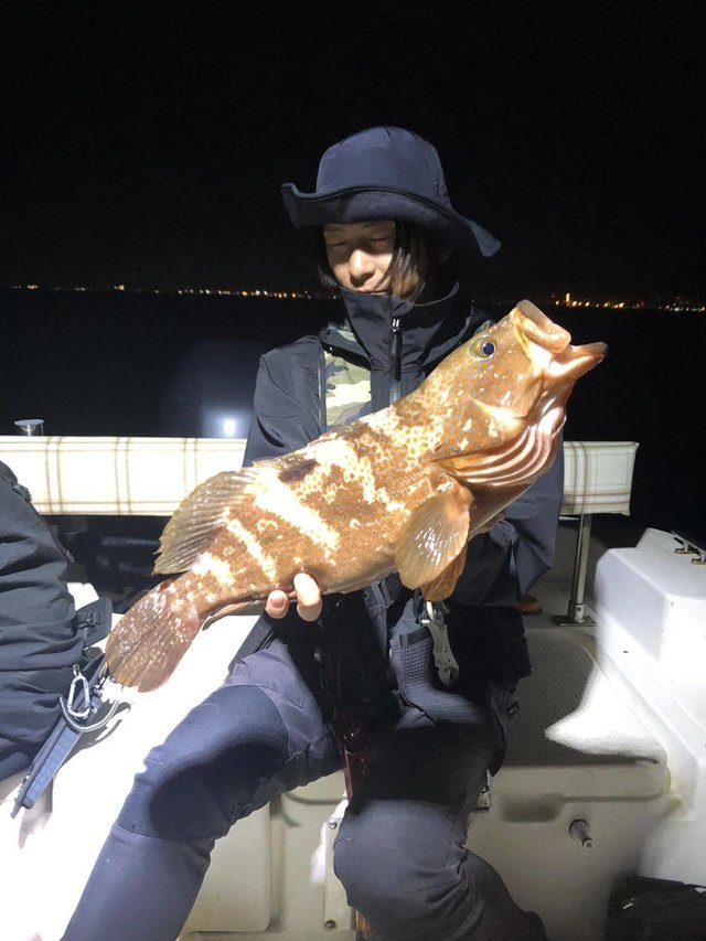 アコウ(キジハタ)