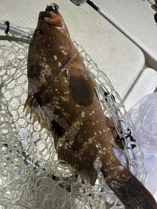 アコウ(キジハタ)