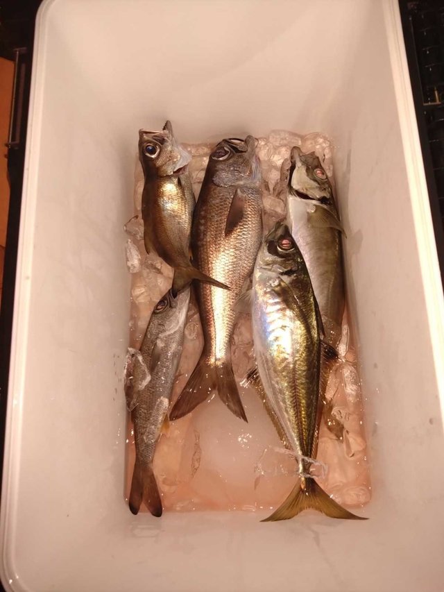 アジ(マアジ)・クロムツ