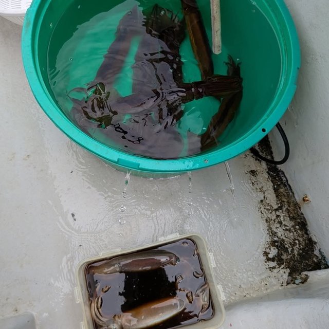 ムギイカ(スルメイカ)・スルメ(スルメイカ)