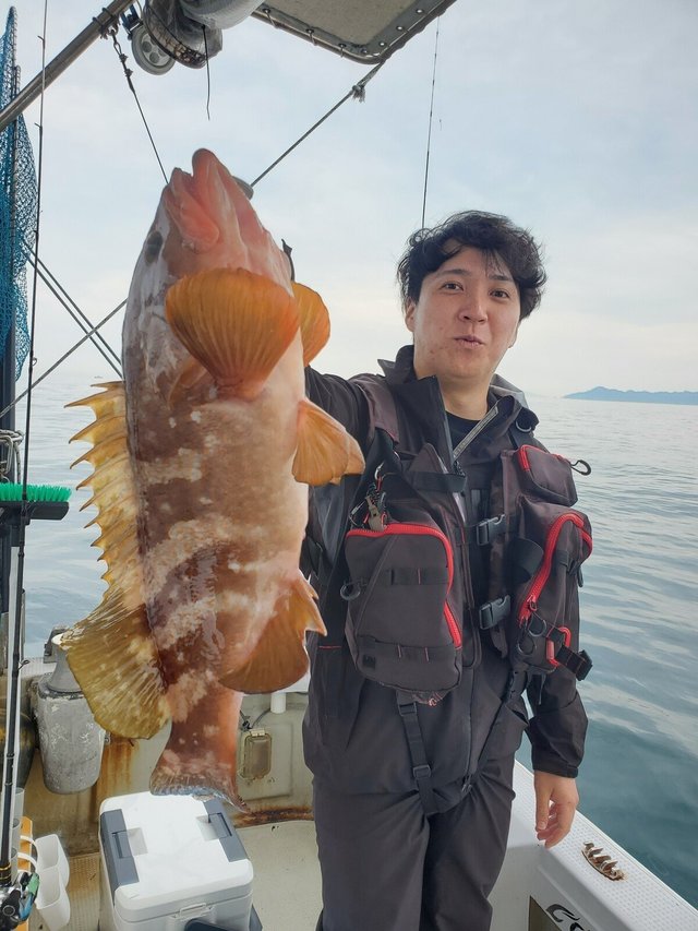 アコウ(キジハタ)