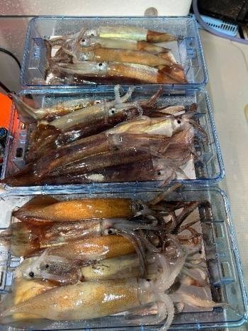 スルメイカ・マイカ(ケンサキイカ)