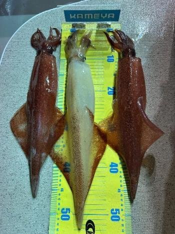 マイカ(ケンサキイカ)