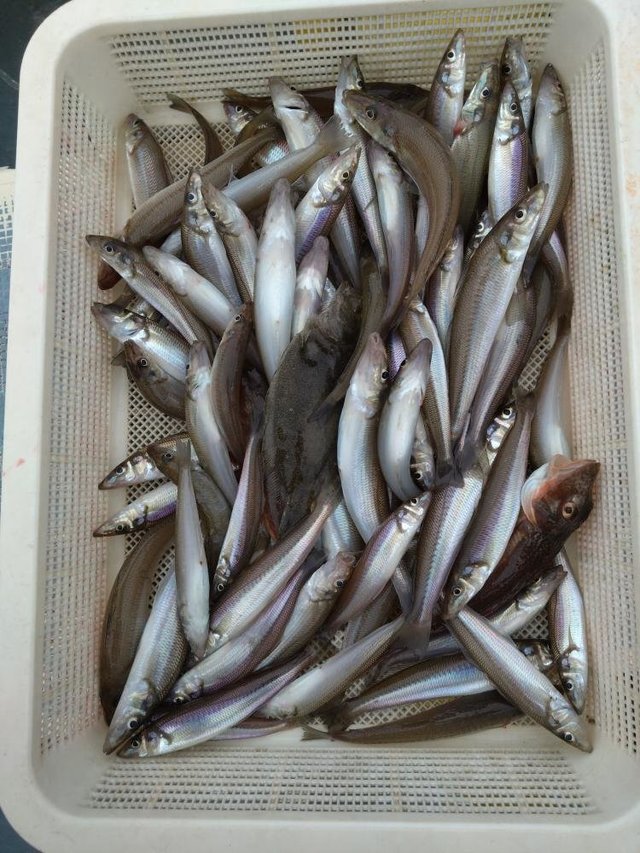 シロキス(シロギス)