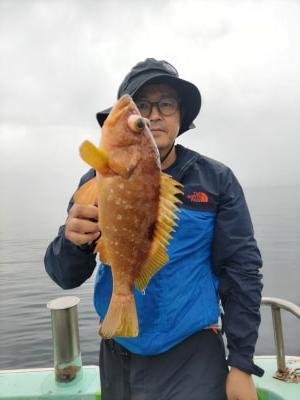 アコウ(キジハタ)