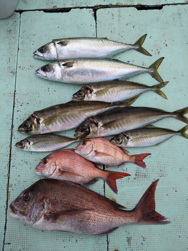 タイ(マダイ)・アジ(マアジ)・サバ(マサバ)