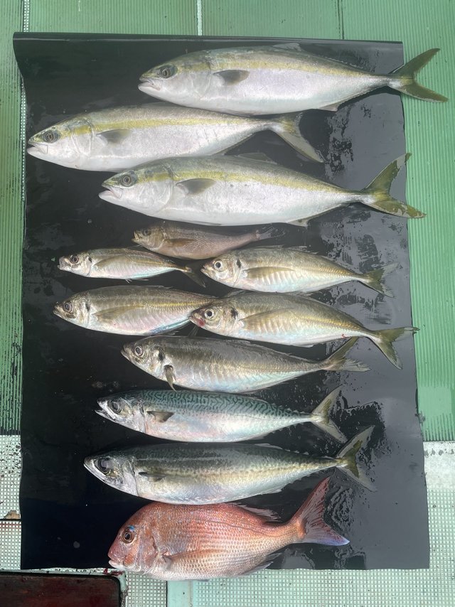 マダイ・マアジ・ハマチ(ブリ)・イサキ・マサバ