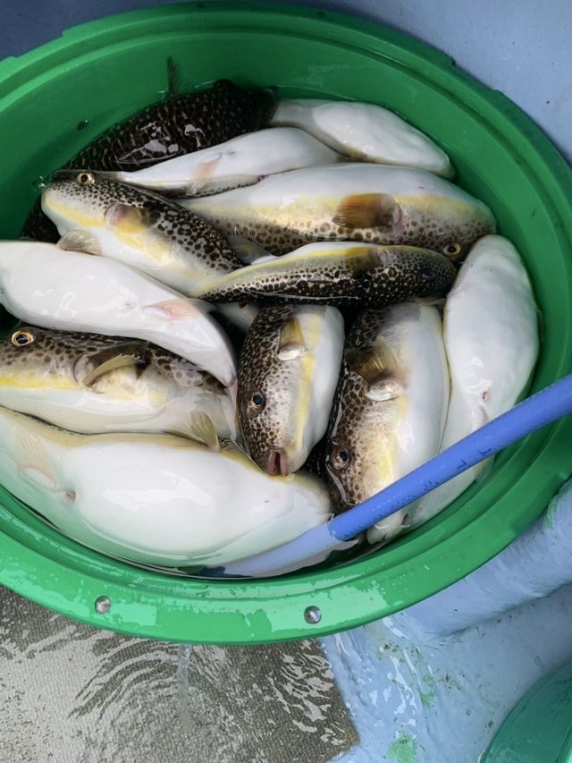 ショウサイフグ