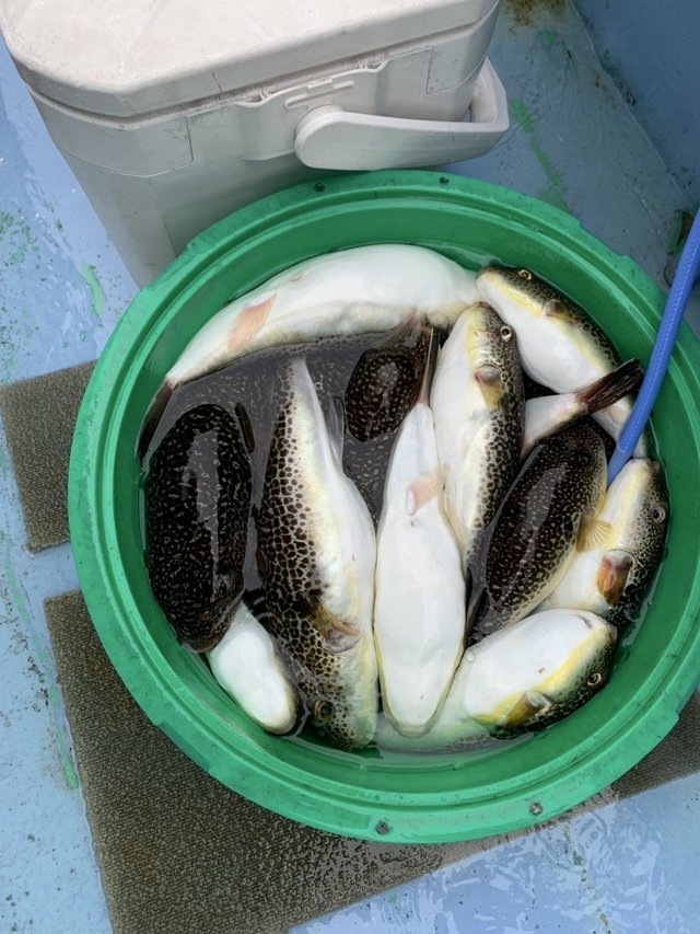 ショウサイフグ