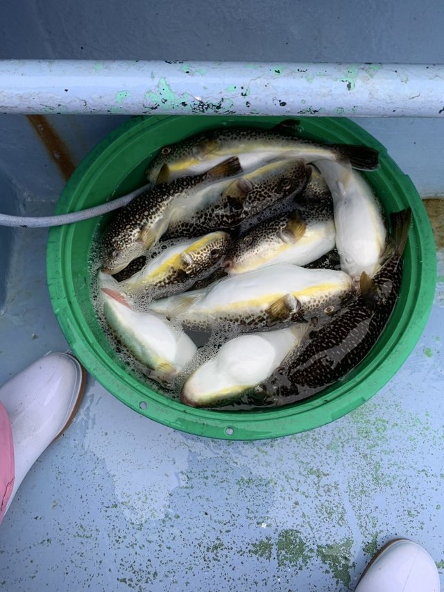 ショウサイフグ