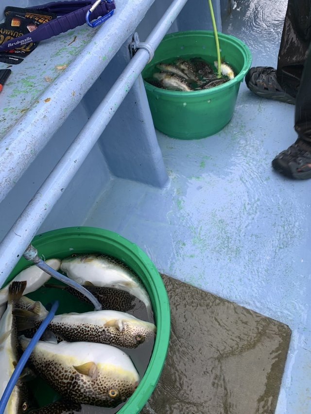 ショウサイフグ