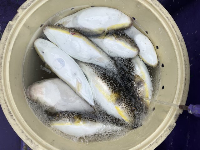 ショウサイフグ