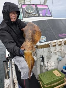 アオリ(アオリイカ)