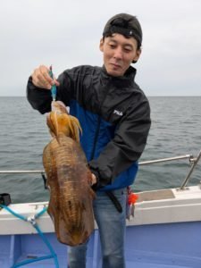 アオリ(アオリイカ)