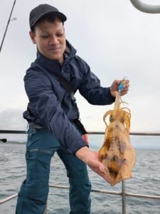 アオリ(アオリイカ)