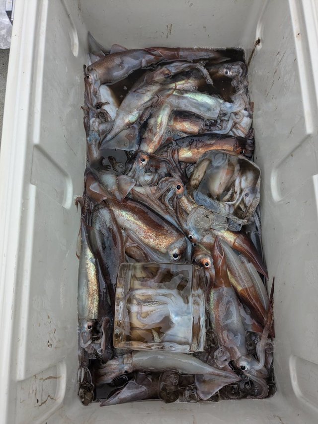 スルメ(スルメイカ)