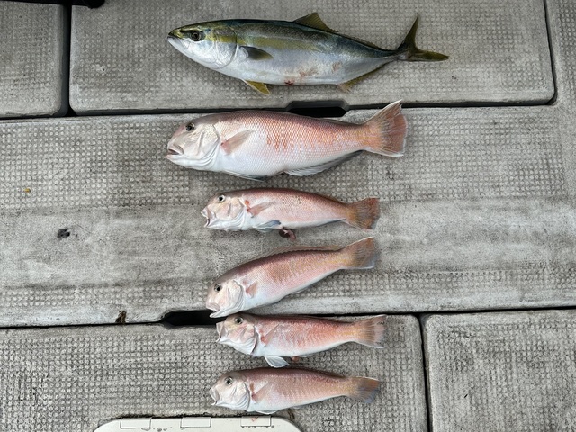 ハマチ(ブリ)・シロアマダイ