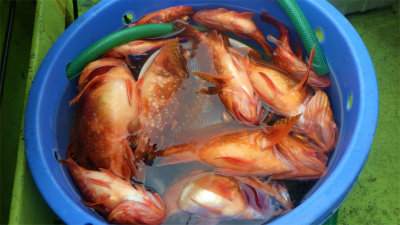 ウッカリカサゴ・ウスメバル