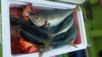 アジ(マアジ)・ウッカリカサゴ・サバ(ゴマサバ)