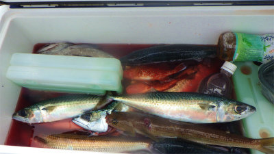 ウッカリカサゴ・ウスメバル・サバ(ゴマサバ)