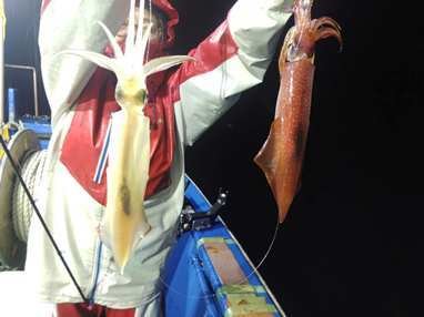 マイカ(ケンサキイカ)