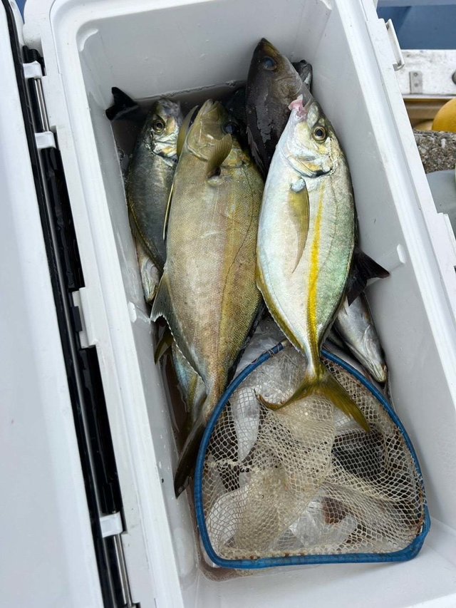 シマアジ・イサキ