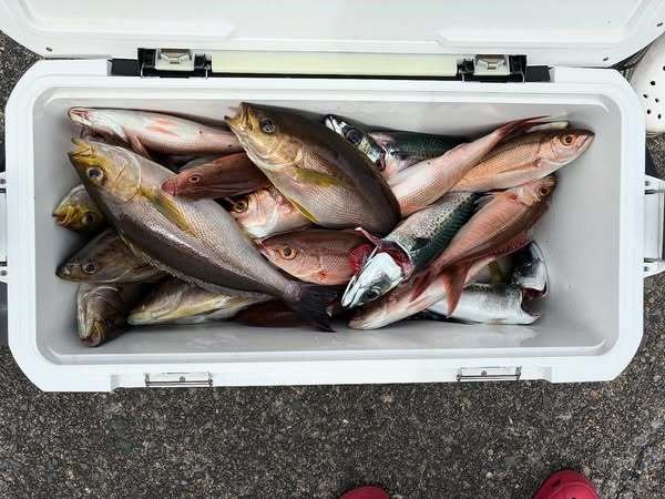 ヒメダイ・イサキ