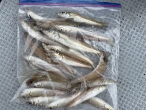 シロキス(シロギス)