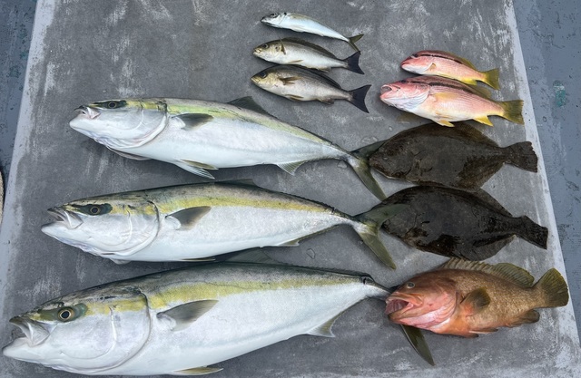 アコウ(キジハタ)・ブリ・ヒラメ