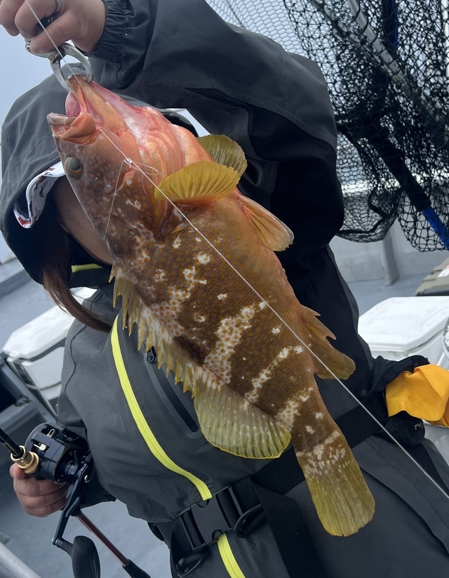 アコウ(キジハタ)