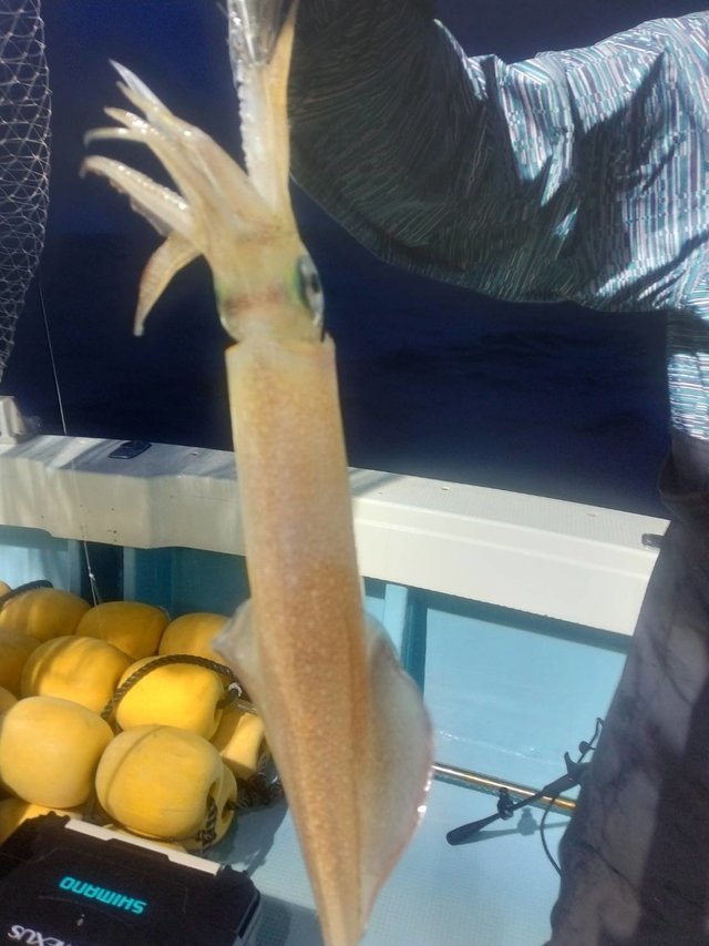 イカ(ヤリイカ)