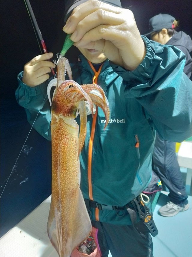 イカ(ヤリイカ)