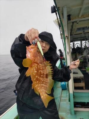 アコウ(キジハタ)