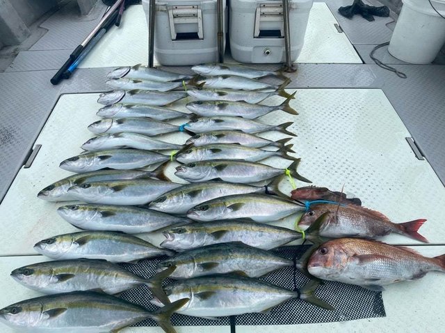 マダイ・アコー(キジハタ)・ハマチ(ブリ)