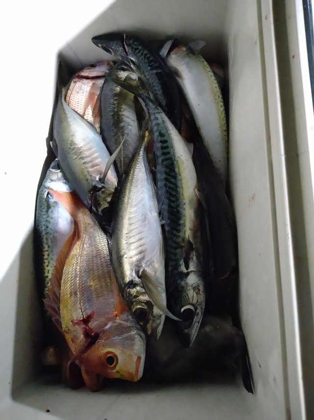 レンコ(キダイ)・アジ(マアジ)