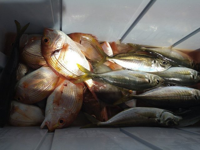 レンコ(キダイ)・チダイ・アジ(マアジ)