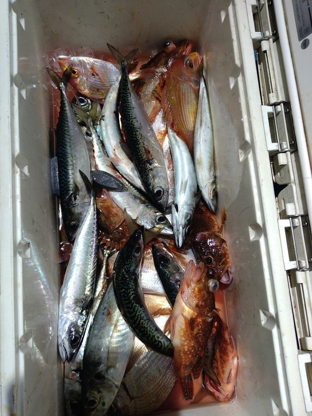 レンコ(キダイ)・アジ(マアジ)・ガシラ(カサゴ)