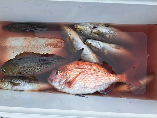 タイ(マダイ)・イサキ